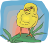 Baby Chick In The Sunset Clip Art
